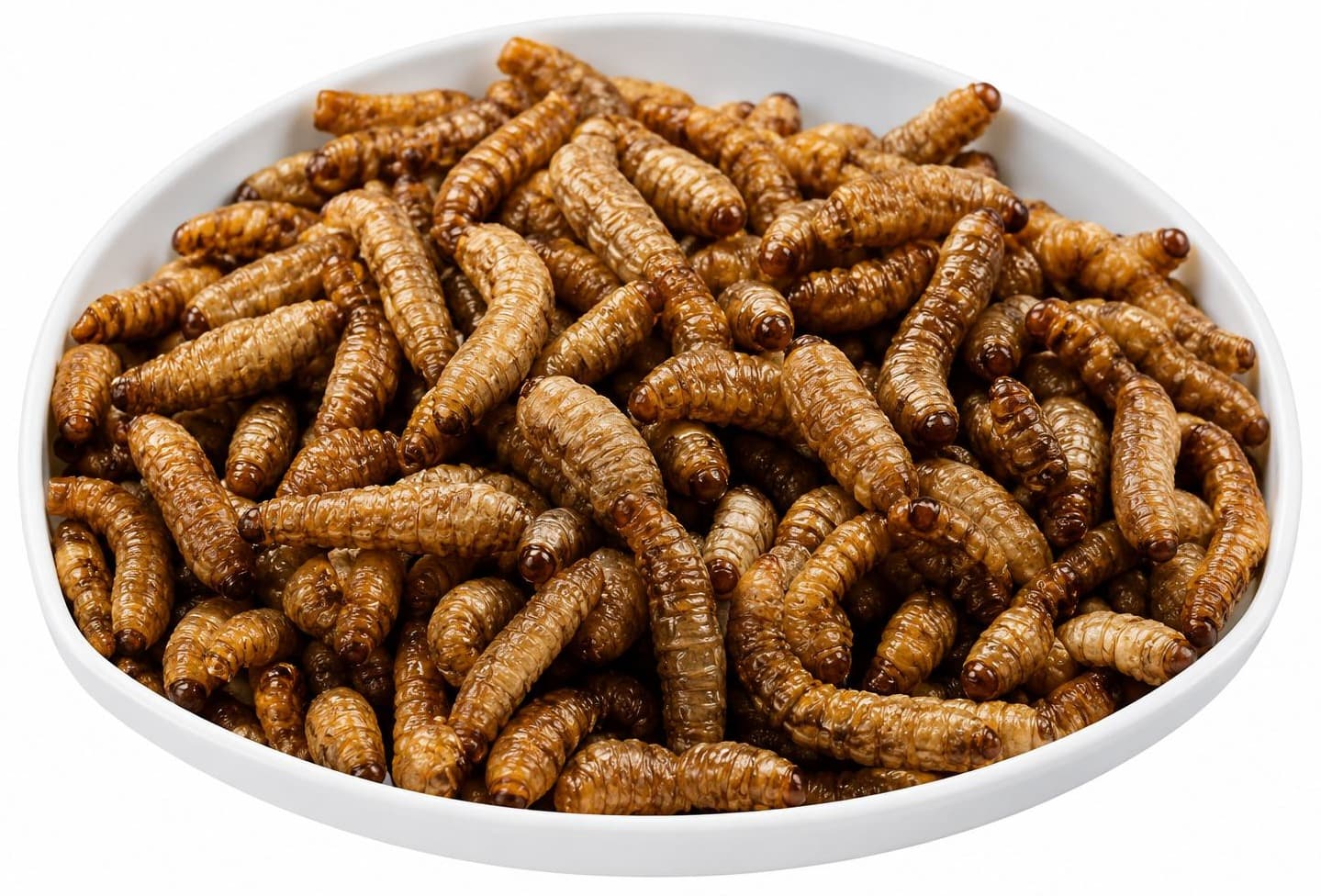 Maggot kering hasil pengolahan sampah organik