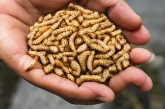 Maggot kering hasil pengolahan sampah organik